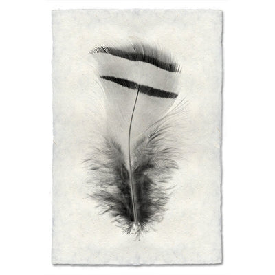 Feather Study Prints