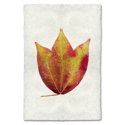 Fine Photographs on Intriguing Paper