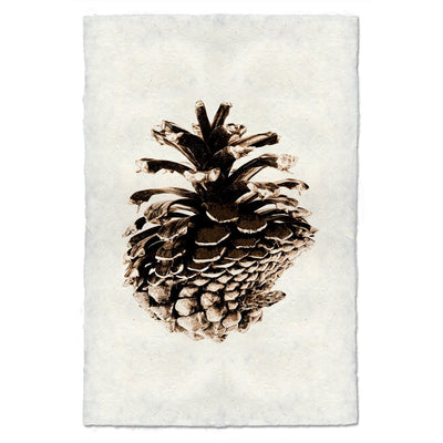 Pinecone Study Prints