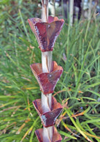 Small Square Cups copper Rain Chain