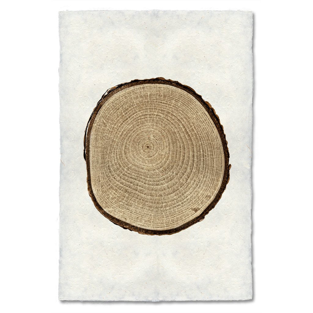 Birch Tree Ring Print