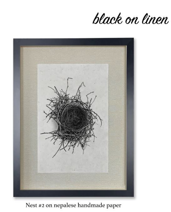 Feather Study Print #8 Hawk Feather