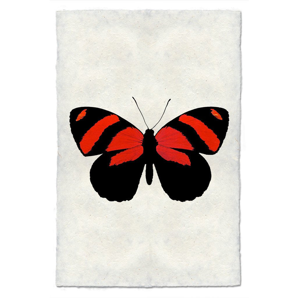 Butterfly Study Print #10