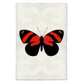 Butterfly Study Print #10