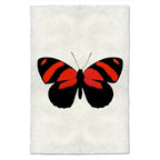 Butterfly Study Print #10
