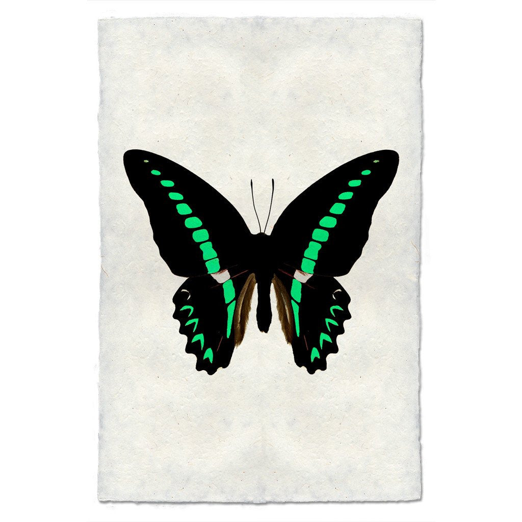 Butterfly Study Print #11