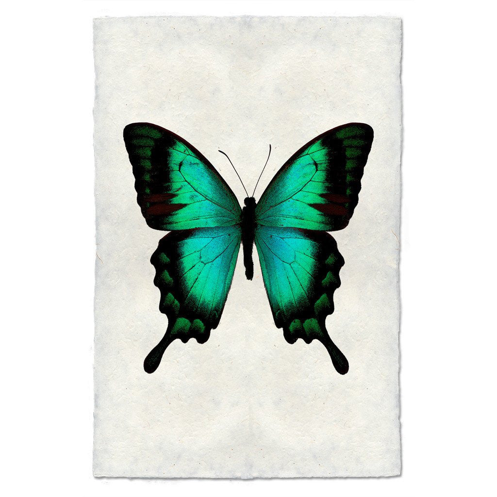 Butterfly Study Print #1