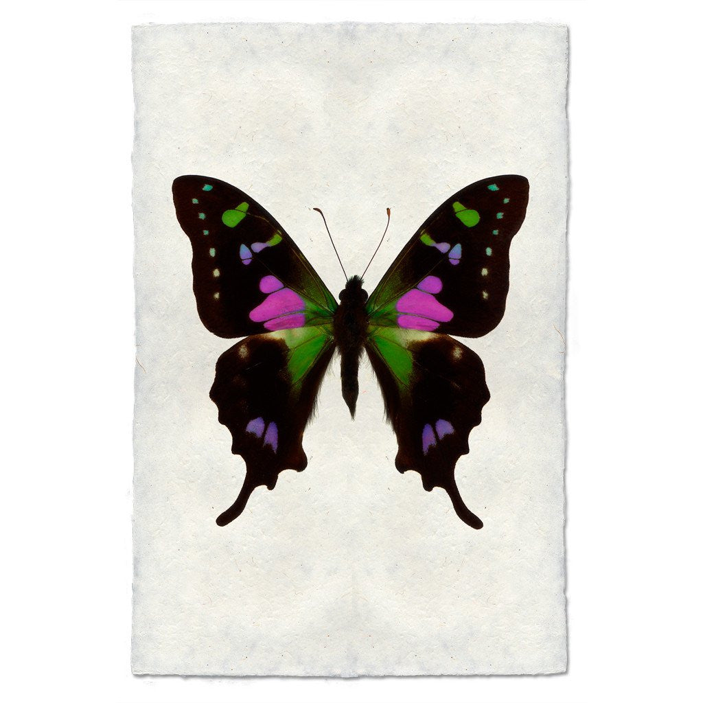 Butterfly Study Print #2