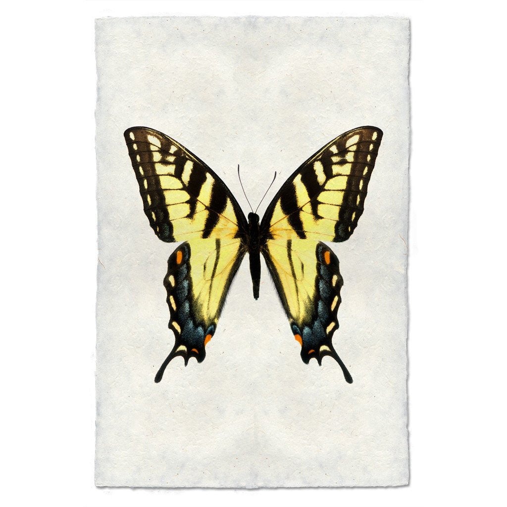 Butterfly Study Print #3