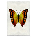 Butterfly Study Print #4