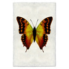 Butterfly Study Print #4