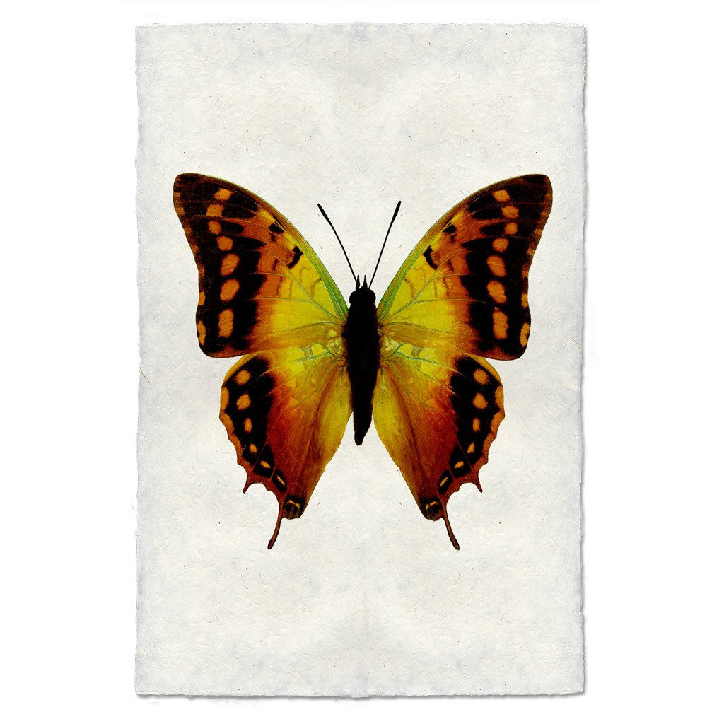 Butterfly Study Print #4