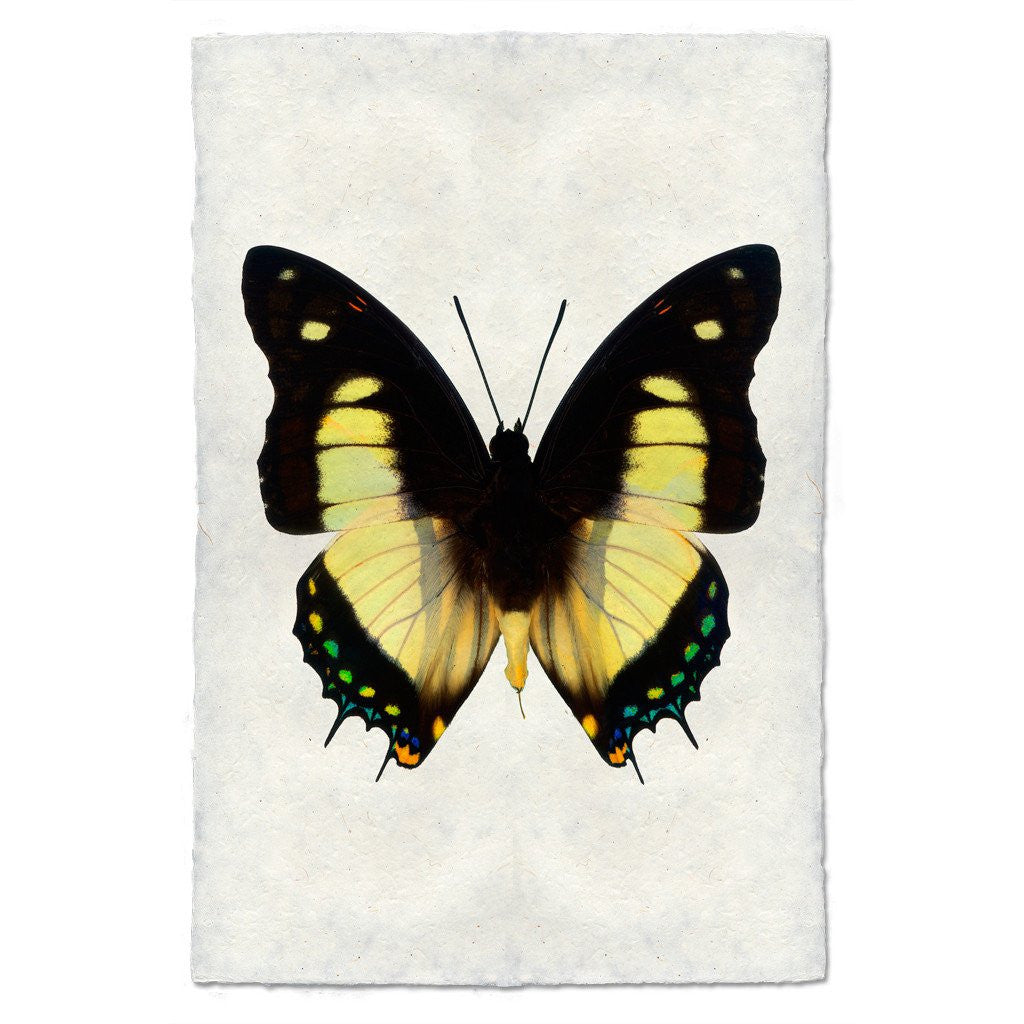 Butterfly Study Print #5