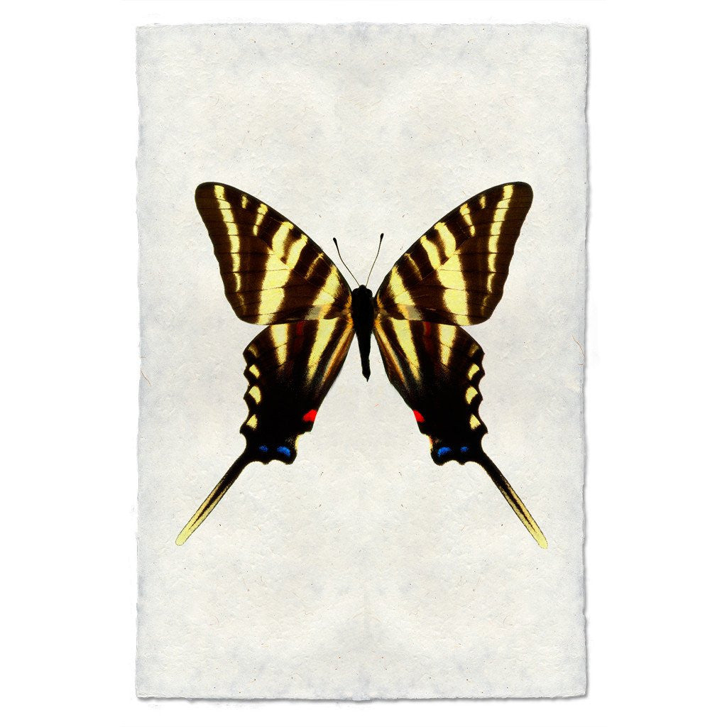 Butterfly Study Print #6