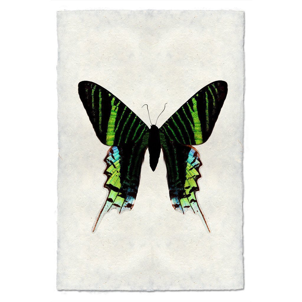 Butterfly Study Print #7