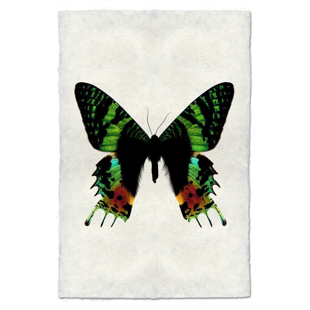 Butterfly Study Print #8