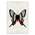Butterfly Study Print #9