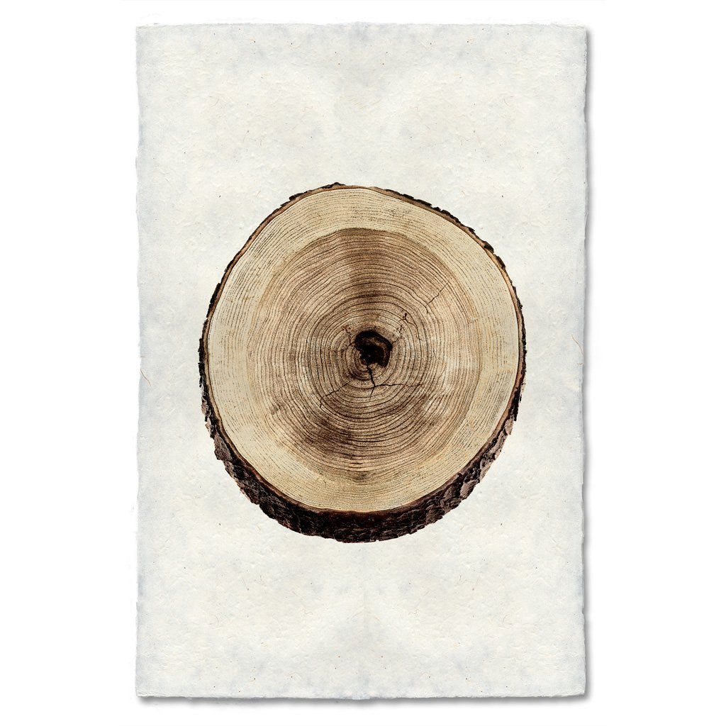 Cherry Tree Ring Print