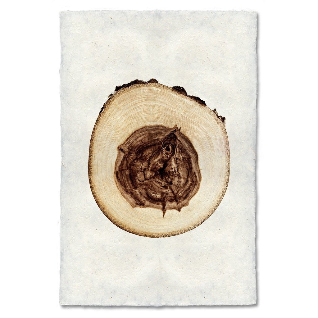 Elm Tree Ring Print