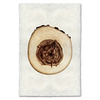 Elm Tree Ring Print