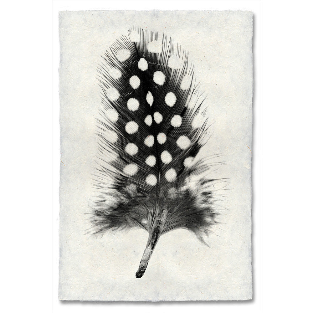 Feather Study Print #1 Guinea Fowl Feather