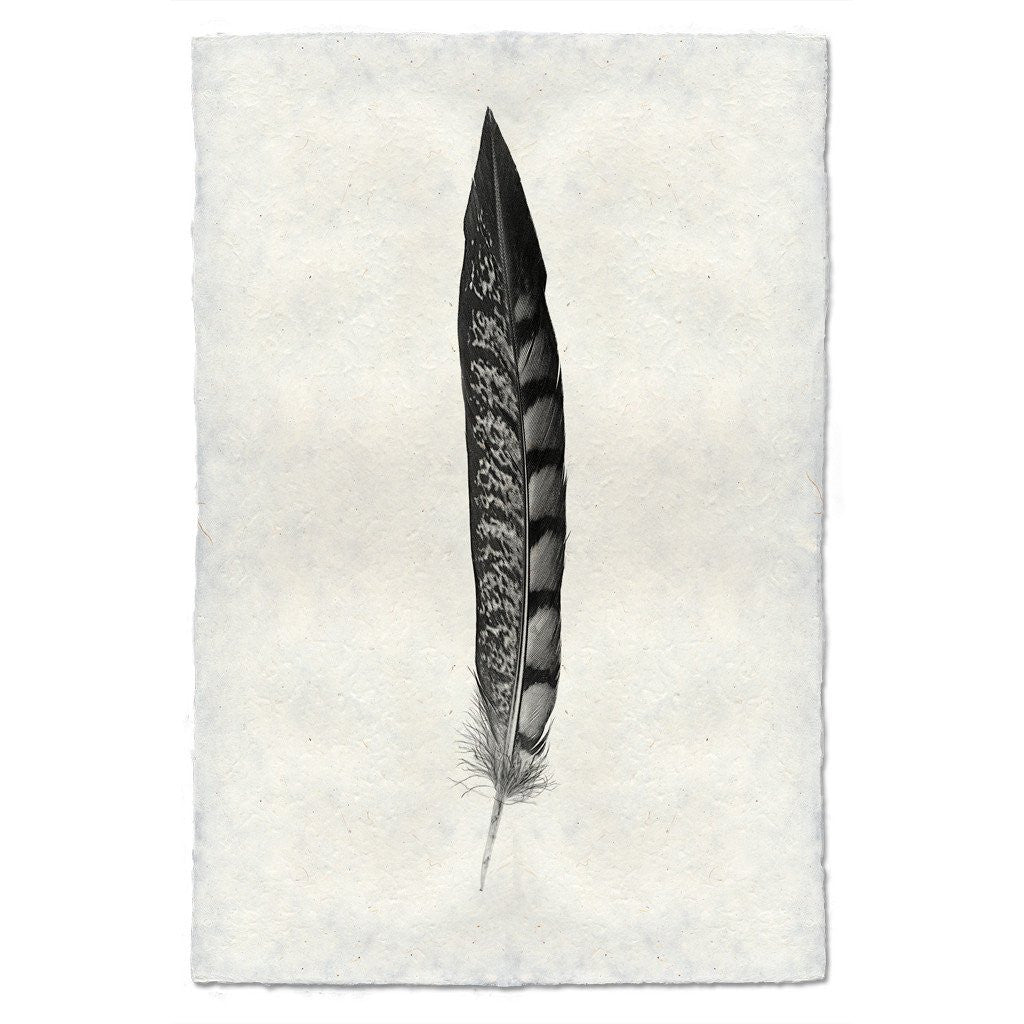 Feather Study Print #11 Lady Amherst Pheasant (Tail)
