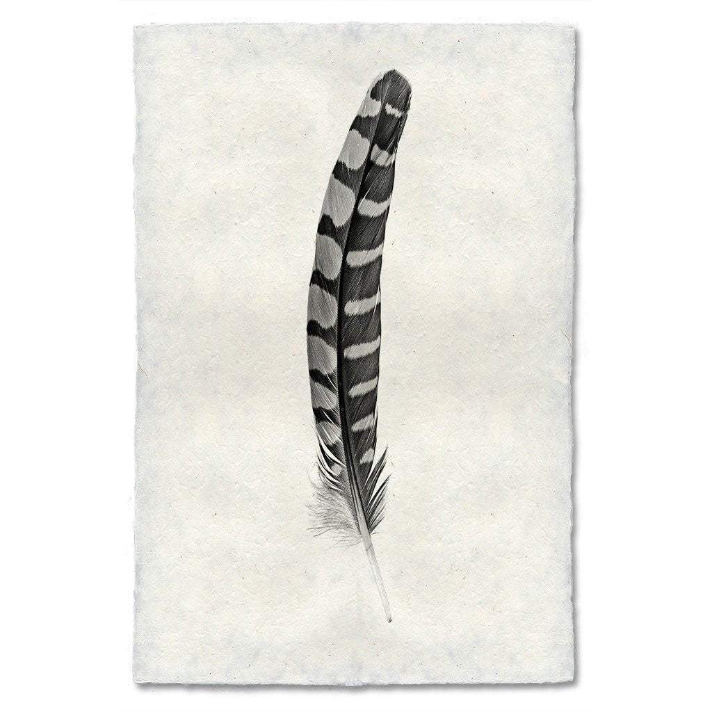 Feather Study Print #12 Partridge (Wing)