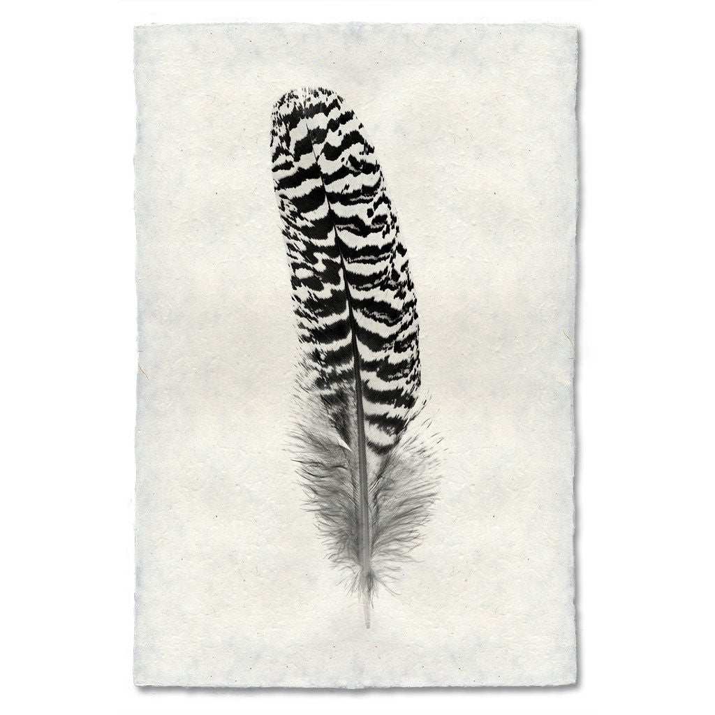 Feather Study Print #13 Mottled Peacock (Wing Quill)