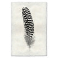 Feather Study Print #13 Mottled Peacock (Wing Quill)