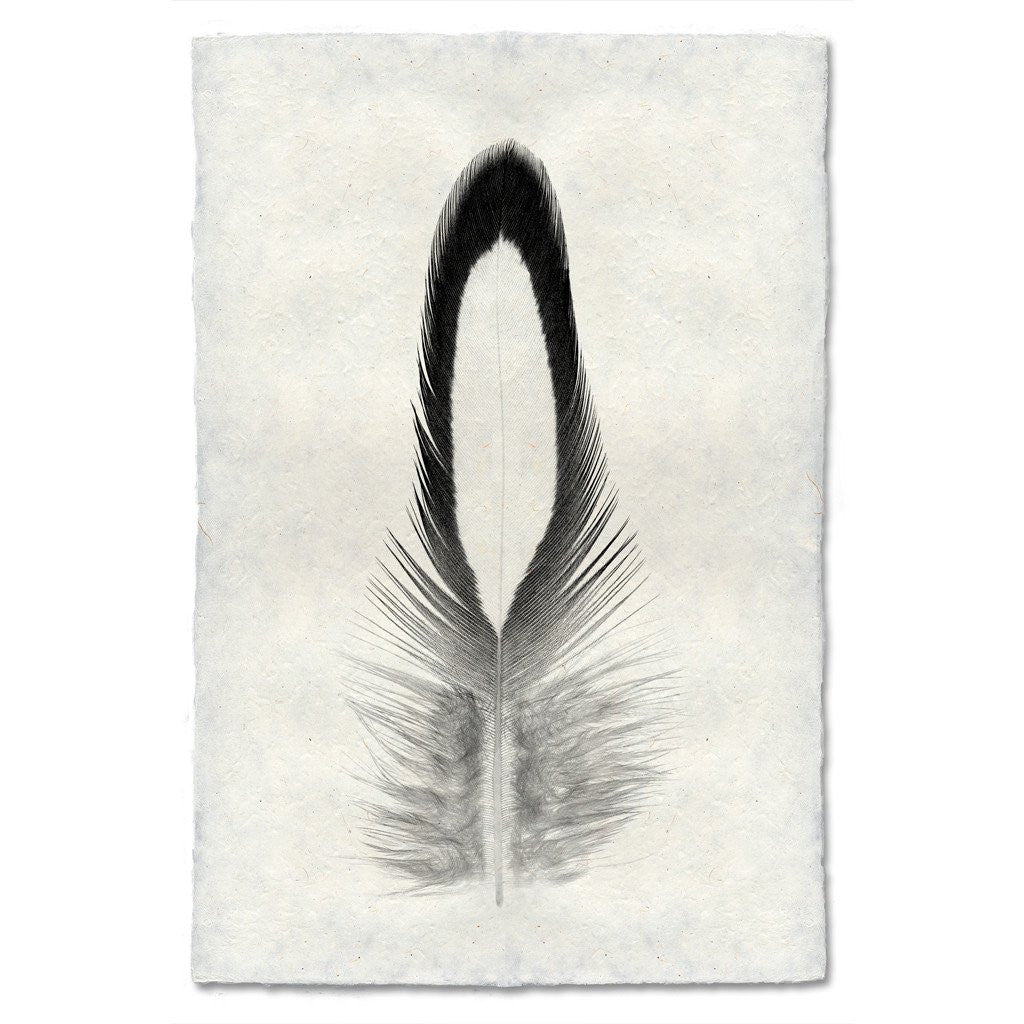 Feather Study Print #14 Lady Amherst Pheasant (Tippet)