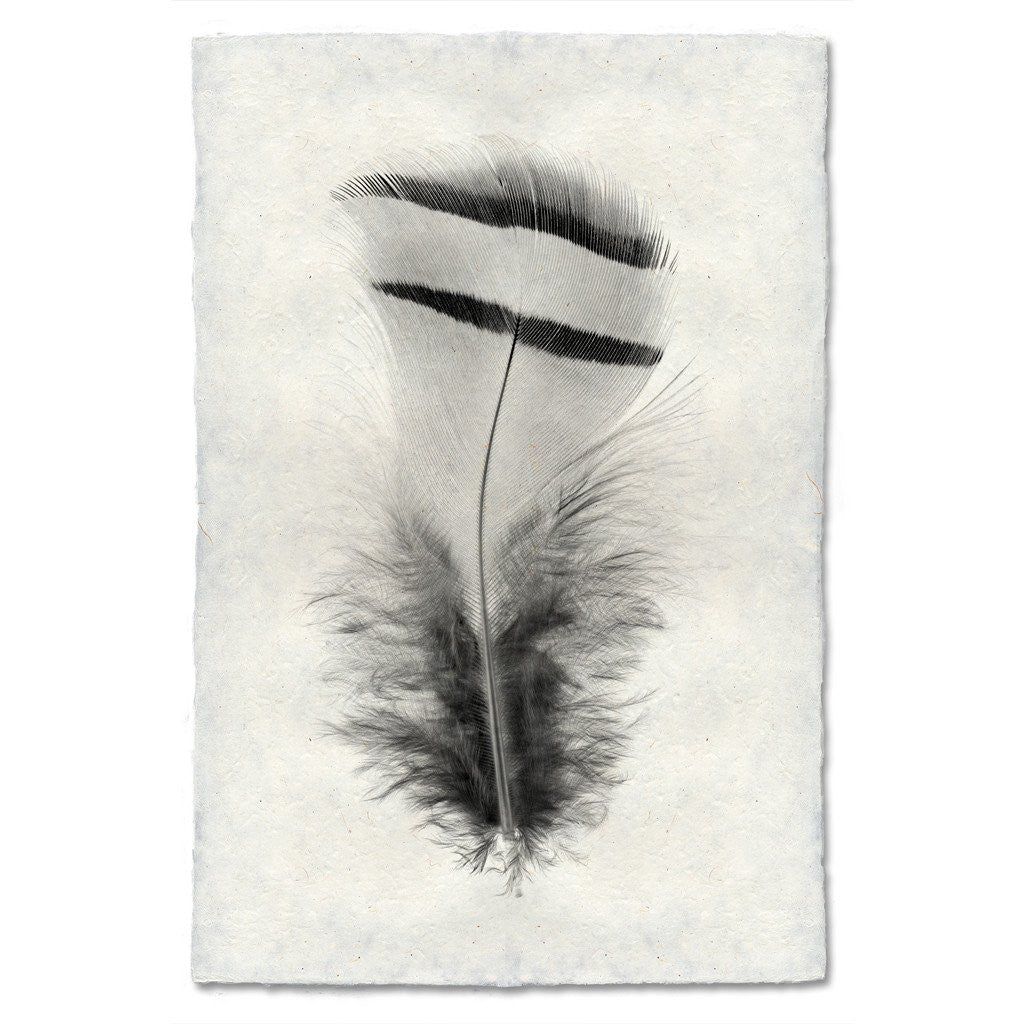 Feather Study Print #15 Chuckar Partridge (Hen)