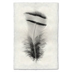 Feather Study Print #15 Chuckar Partridge (Hen)
