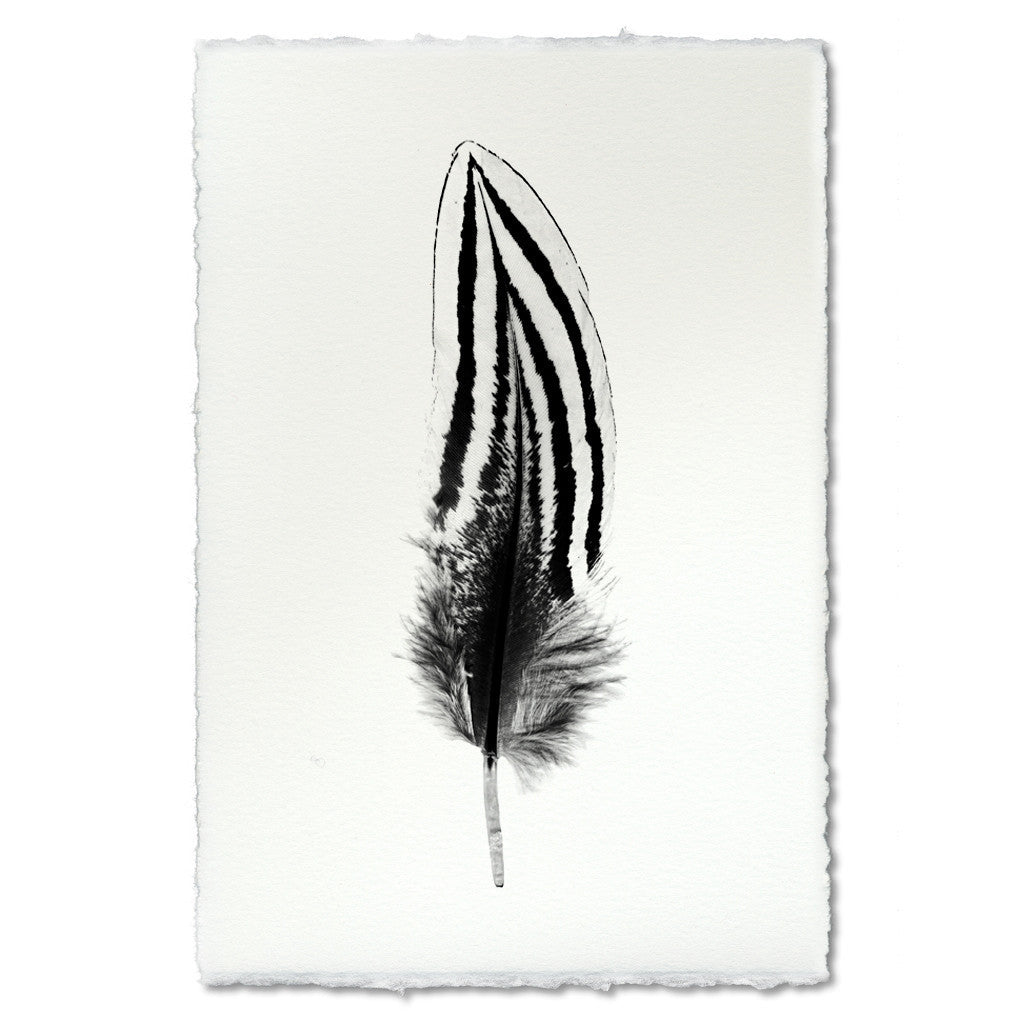 Feather Study Print #2 Silver Pheasant Feather
