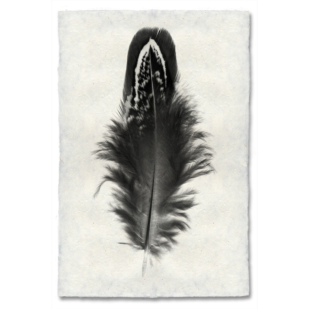 Feather Study Print #3 Mallard Duck Feather