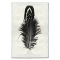 Feather Study Print #3 Mallard Duck Feather
