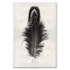 Feather Study Print #3 Mallard Duck Feather