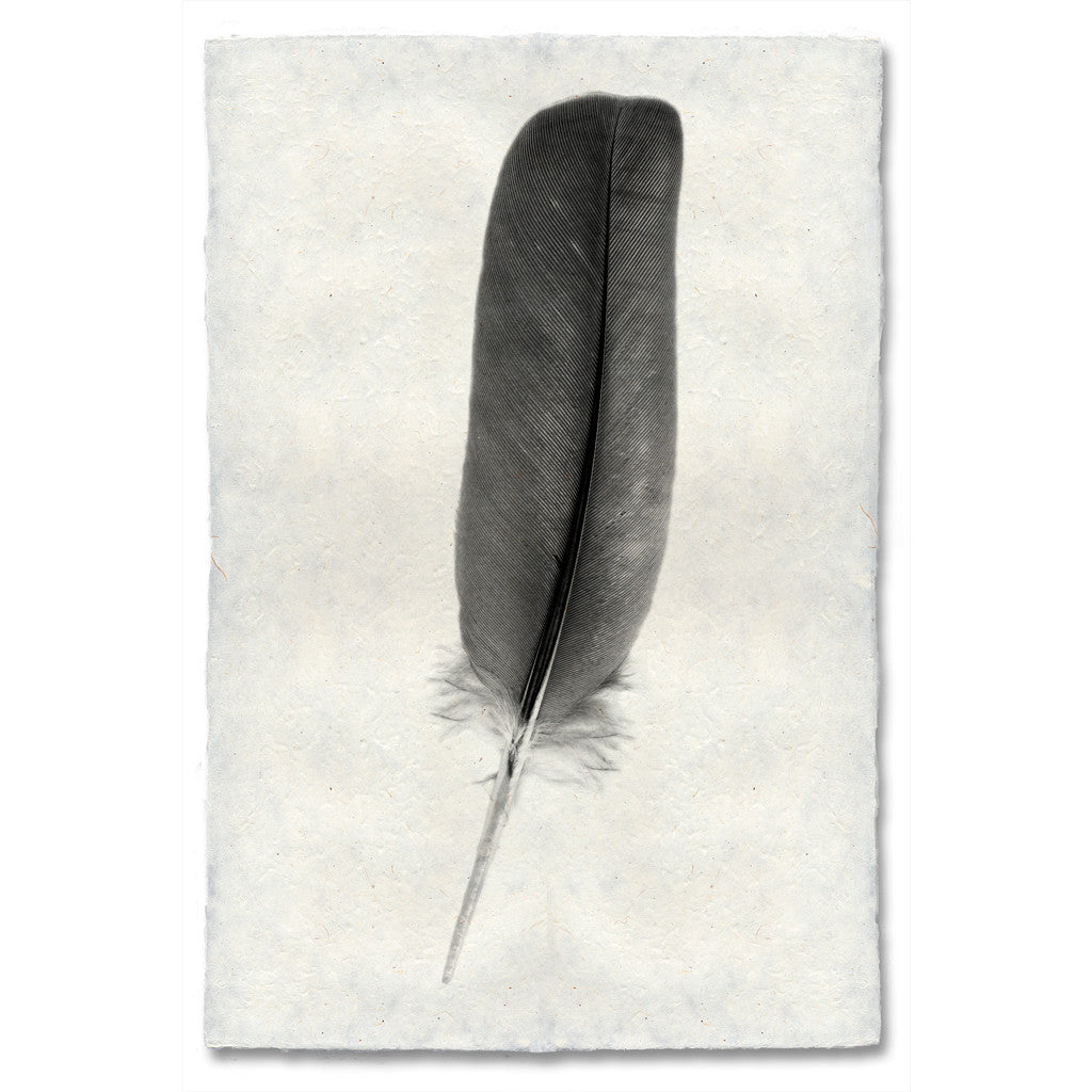 Feather Study Print #4 Dove Feather