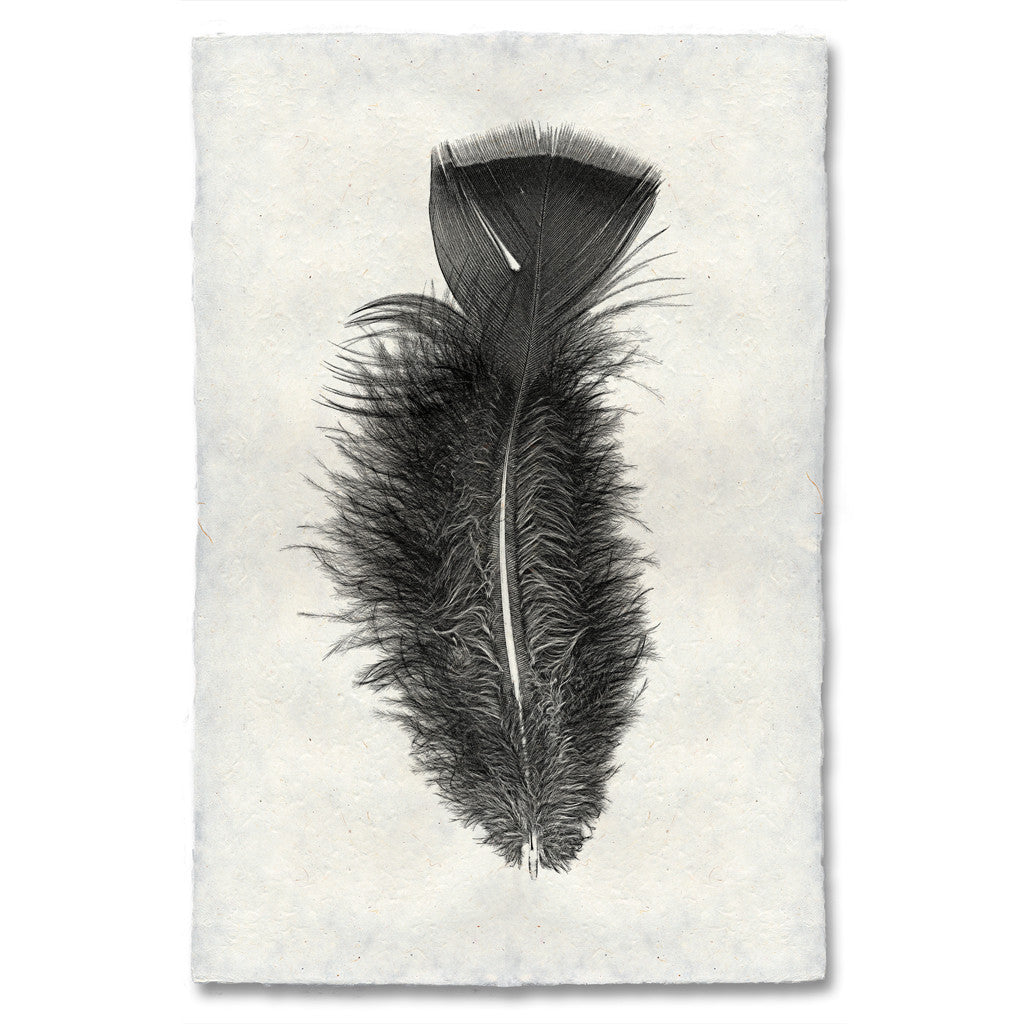 Feather Study Print #10 Turkey Feather