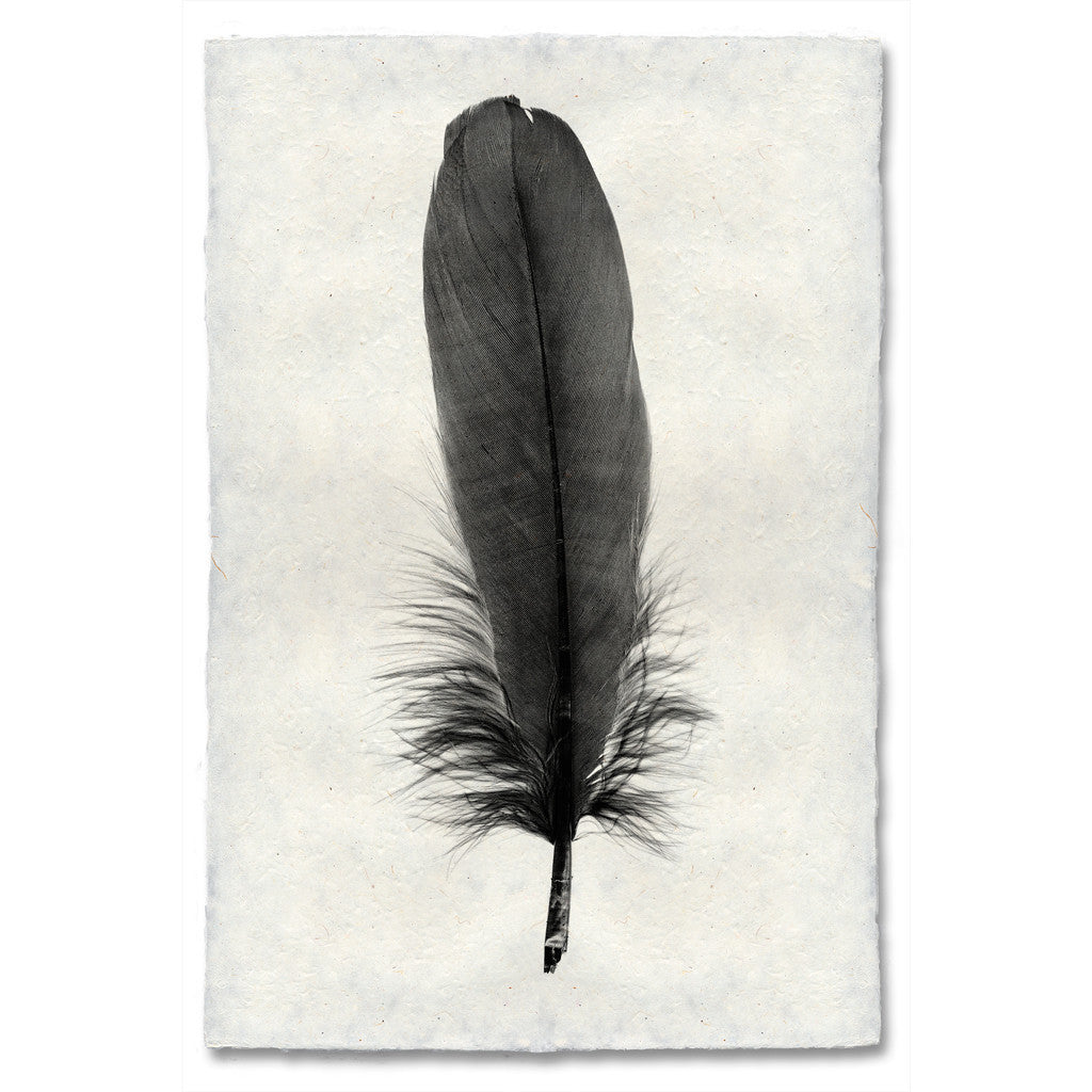 Feather Study Print #6 Goose Feather