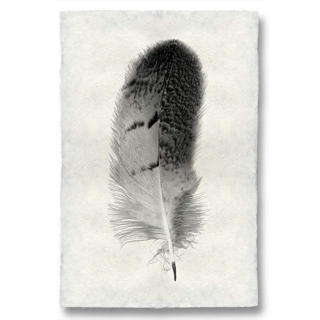 Feather Study Print #7 Owl Feather
