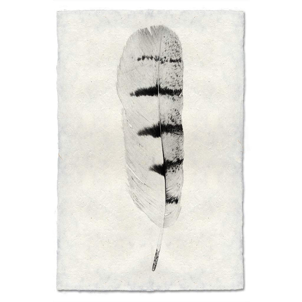 Feather Study Print #8 Hawk Feather