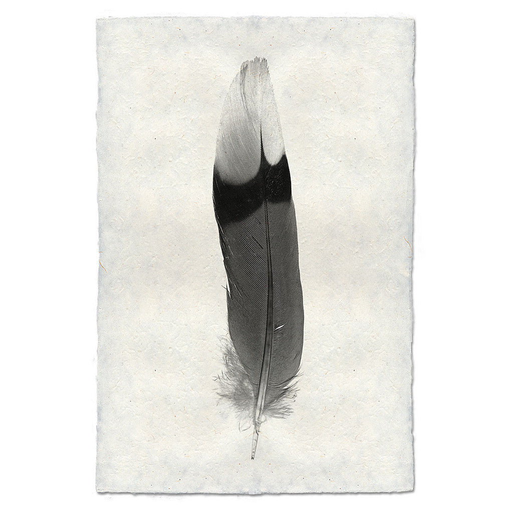 Feather Study Print #9 Jay Feather