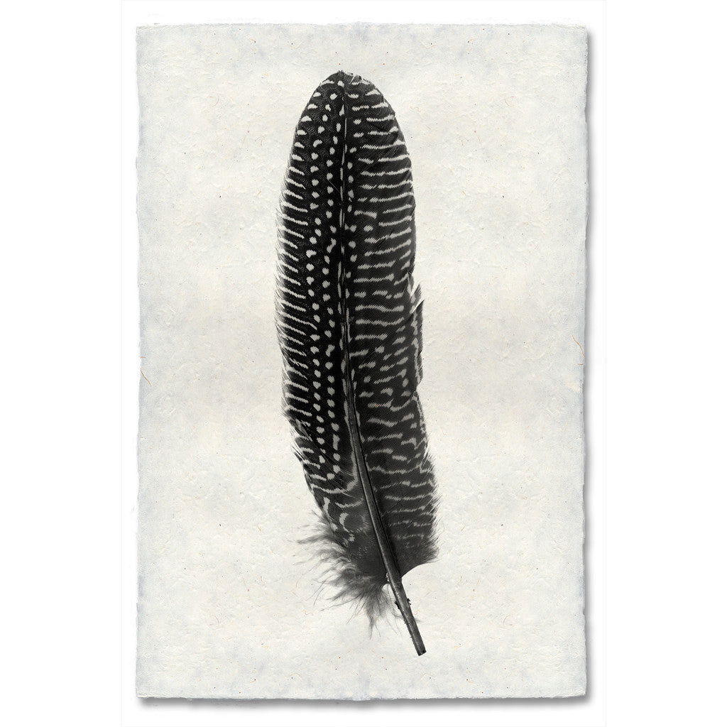 Feather Study Print #5 Pheasant Feather