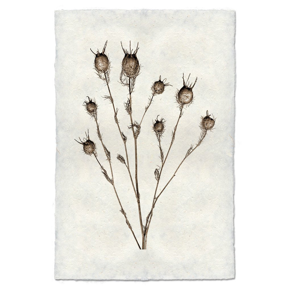 Natural Form Bulb Print