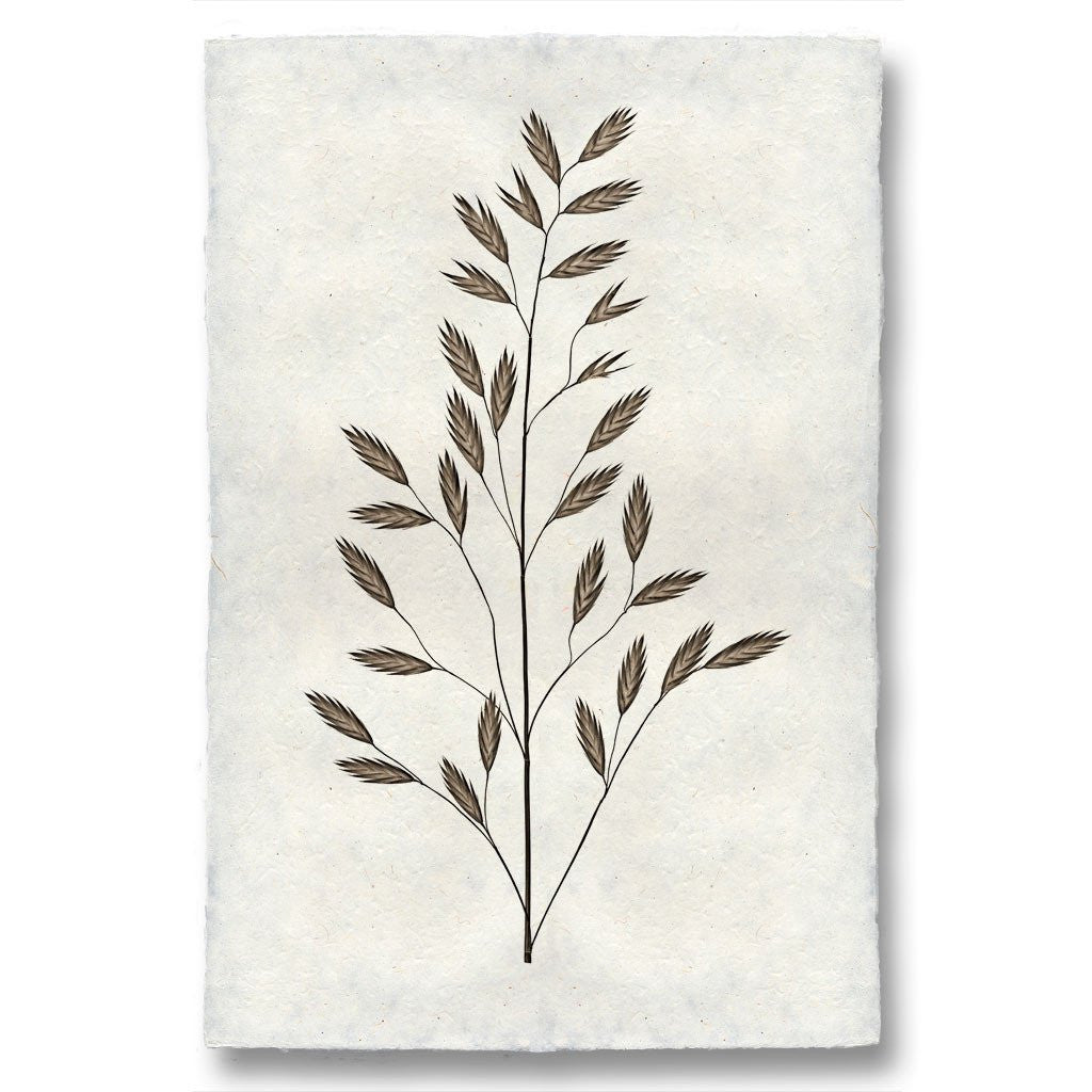 Natural Form Burr #2 Print