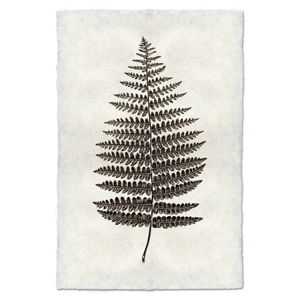 Natural Form Fern #1 Print