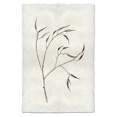Natural Form Study Prints
