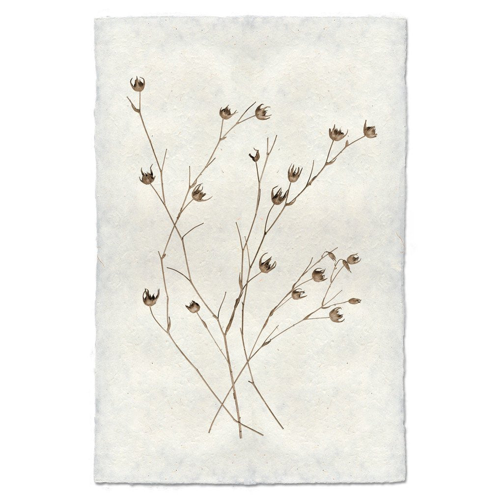 Natural Form Petal Print