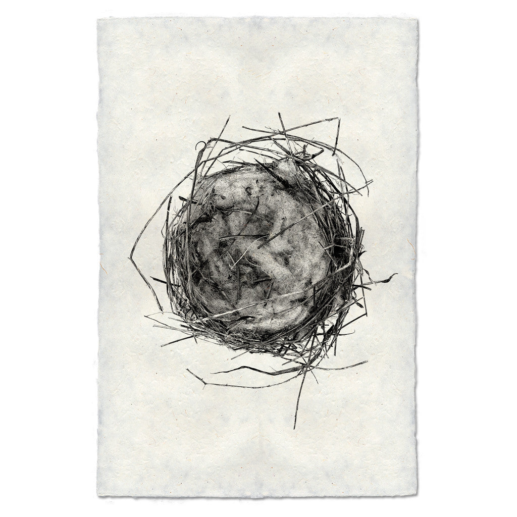 Bird Nest Study Print #7