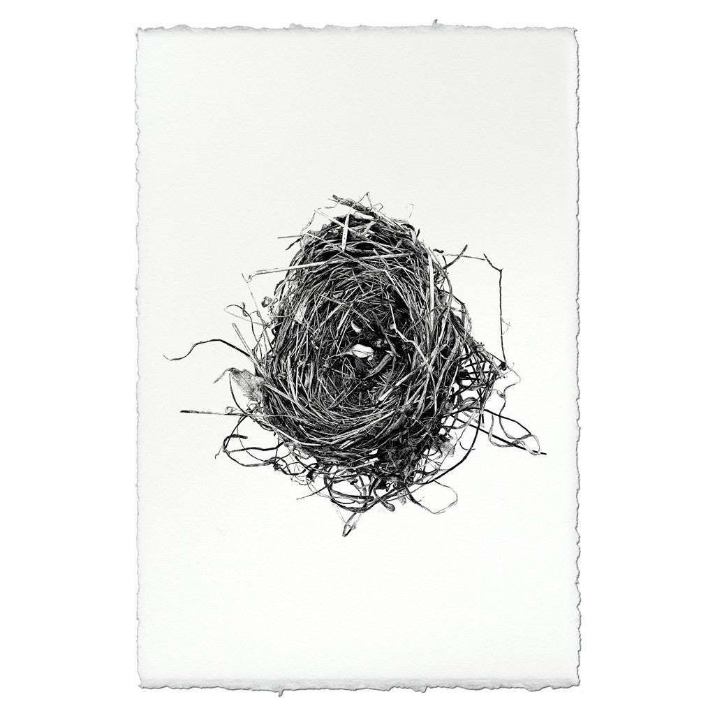 Bird Nest Study Print #8